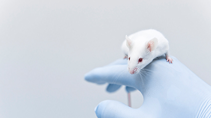 動物試驗(yàn)